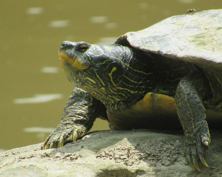 Map Turtle